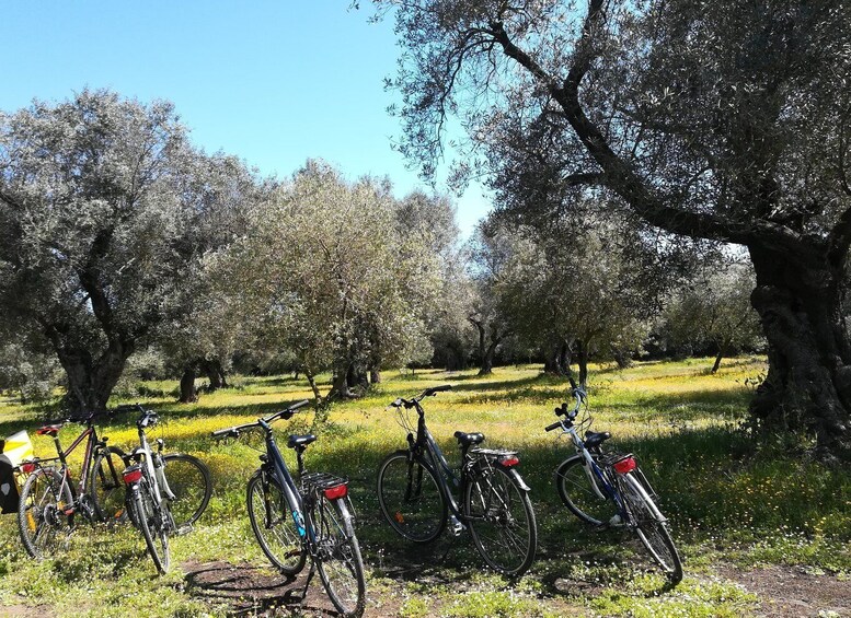 Picture 2 for Activity Lecce: Bike Rental (City, Trekking, E-Bikes)