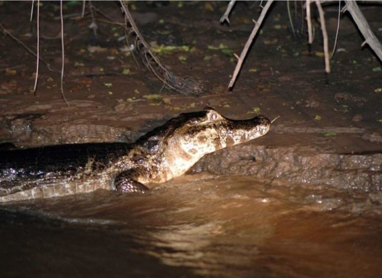 Picture 1 for Activity Manaus: Piranha Fishing and Alligator Watch Evening Tour