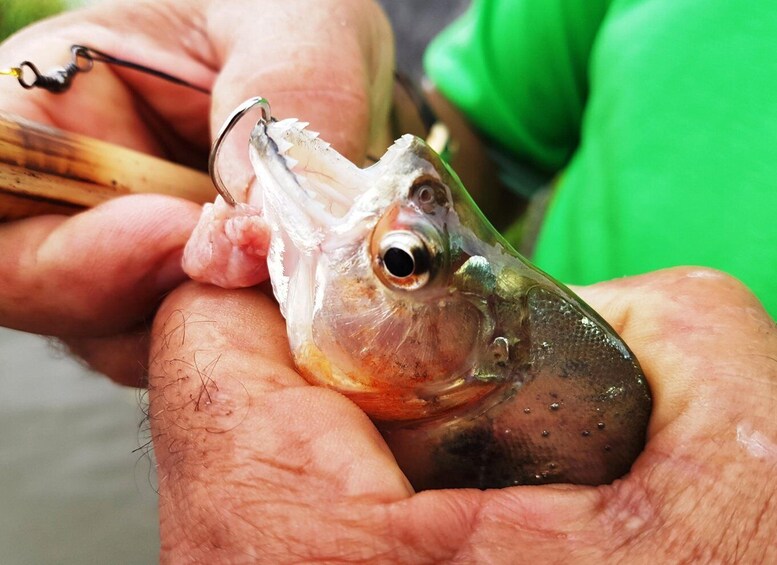 Picture 2 for Activity Manaus: Piranha Fishing and Alligator Watch Evening Tour