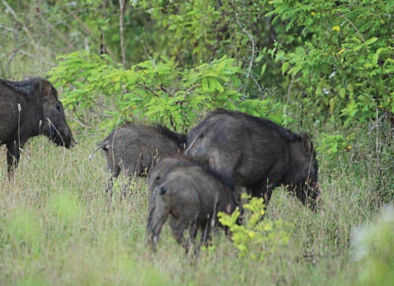 Picture 1 for Activity From Mirissa/Tangalle: Safari at Lunugamvehera National Park