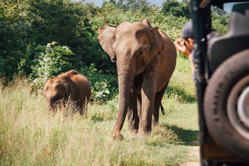 Picture 13 for Activity From Colombo: Yala National Park Safari with Transfer