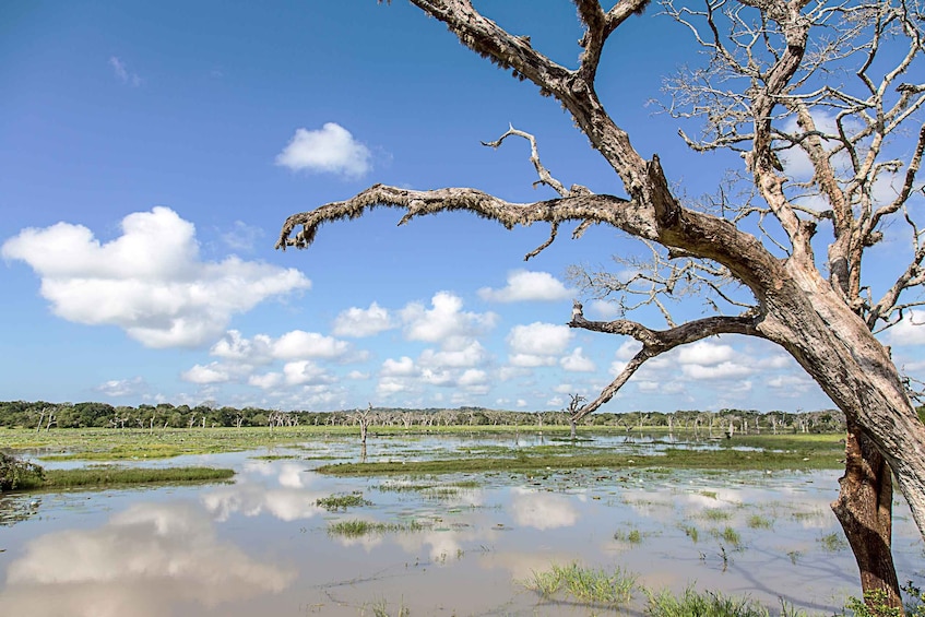 Picture 6 for Activity From Colombo: Yala National Park Safari with Transfer