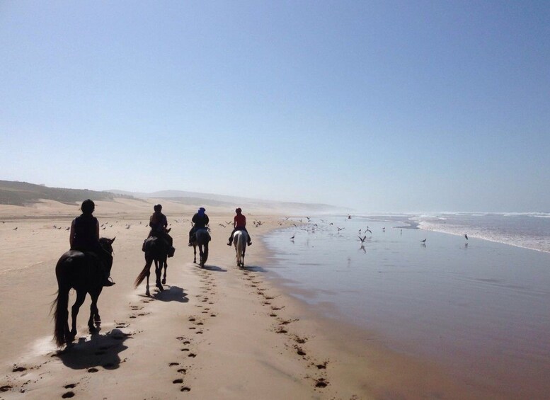 Picture 2 for Activity From Essaouira: 1-Hour Horse Ride