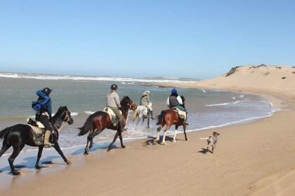 Desde Essaouira: paseo a caballo de 1 hora