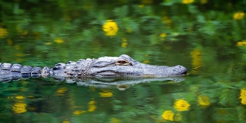 Fort Lauderdale: Everglades Express-tur med luftbåttur