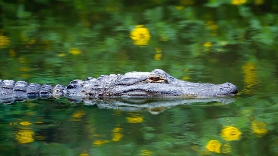 Fort Lauderdale: Everglades Express Tour with Airboat Ride