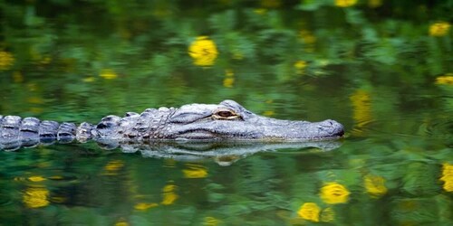 Fort Lauderdale: Everglades Express Tour with Airboat Ride (ilmaveneajelu)