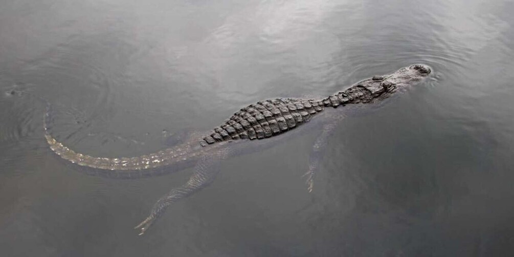 Picture 7 for Activity Fort Lauderdale: Everglades Express Tour with Airboat Ride