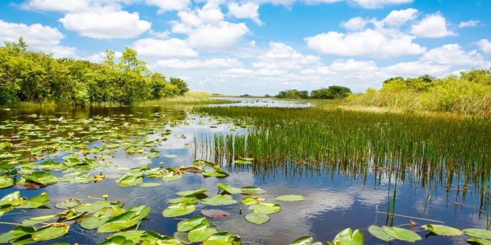 Picture 2 for Activity Fort Lauderdale: Everglades Express Tour with Airboat Ride