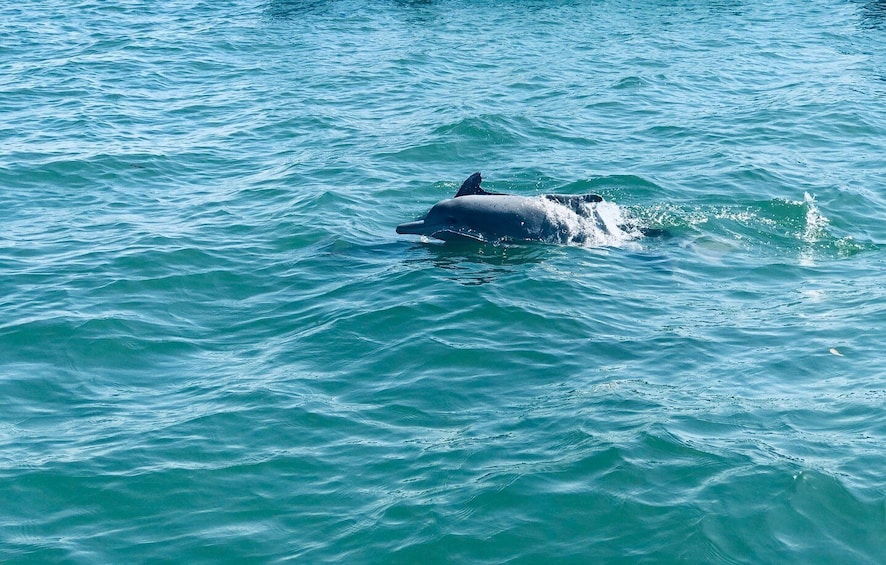 Picture 1 for Activity Dolphin Watching in Trincomalee