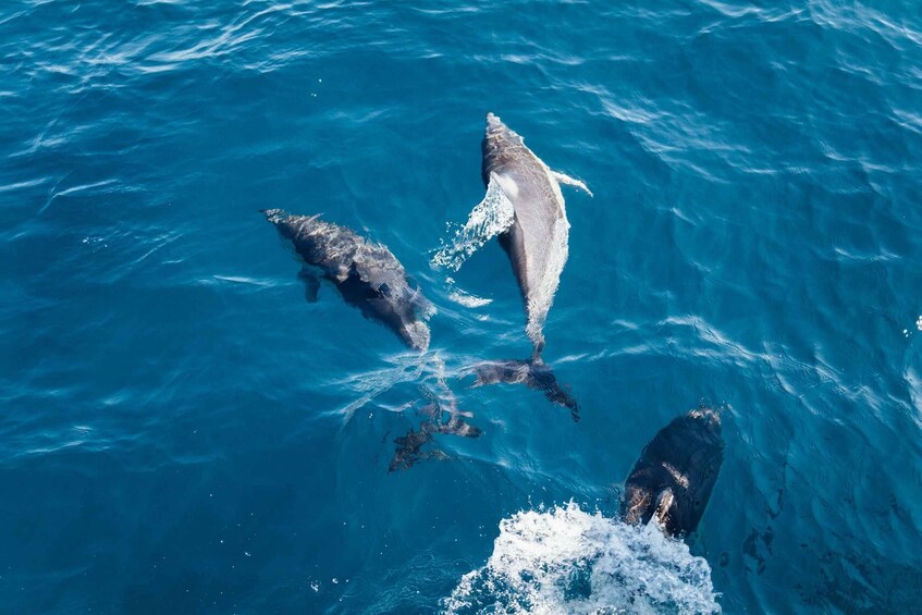 Picture 3 for Activity Dolphin Watching in Trincomalee