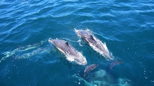 Delfinbeobachtung in Trincomalee