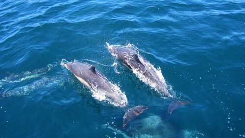 Delfinbeobachtung in Trincomalee