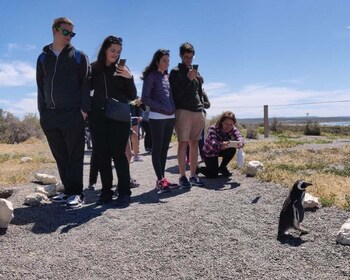 Punta Tombo Shore Excursion Box lunch and Tickets Included