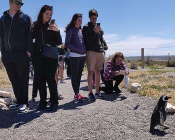 Punta Tombo Shore Excursion Box lunch and Tickets Included