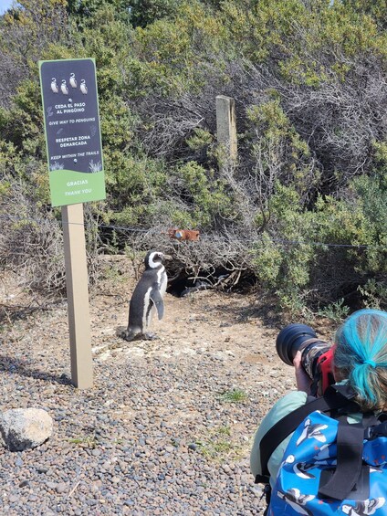 Picture 1 for Activity Punta Tombo Shore Excursion Box lunch and Tickets Included