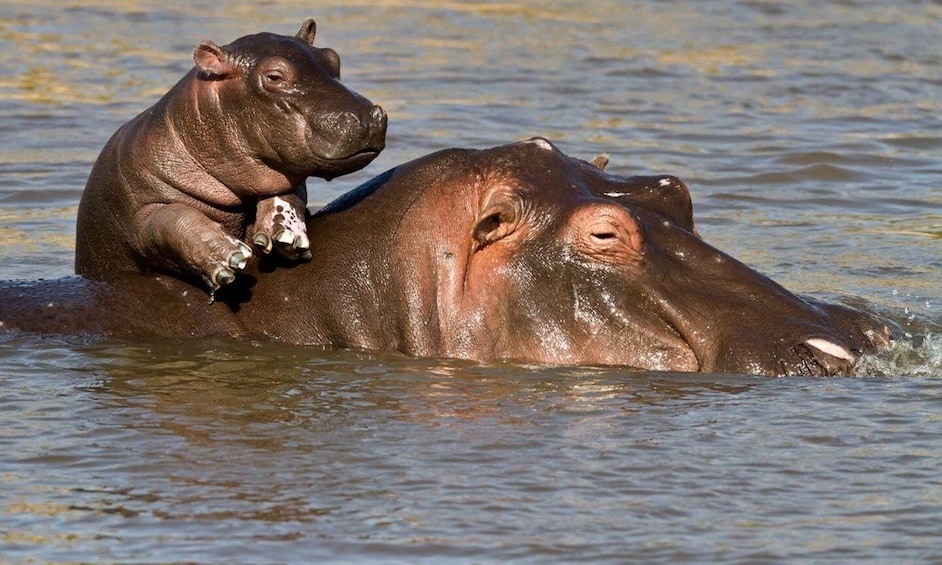 Isimangaliso Wetlands Park & Boat Cruise Tour from Durban