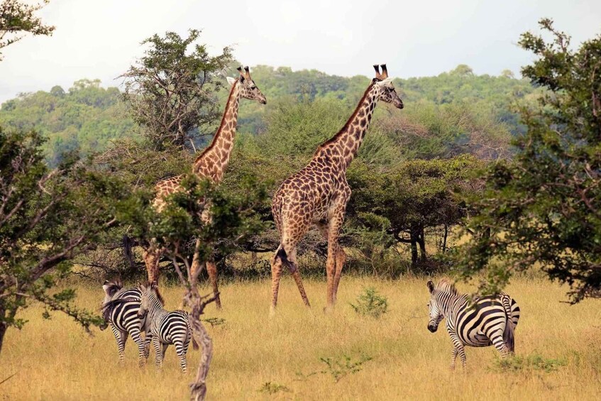 Picture 6 for Activity Isimangaliso Wetlands Park & Boat Cruise Tour from Durban