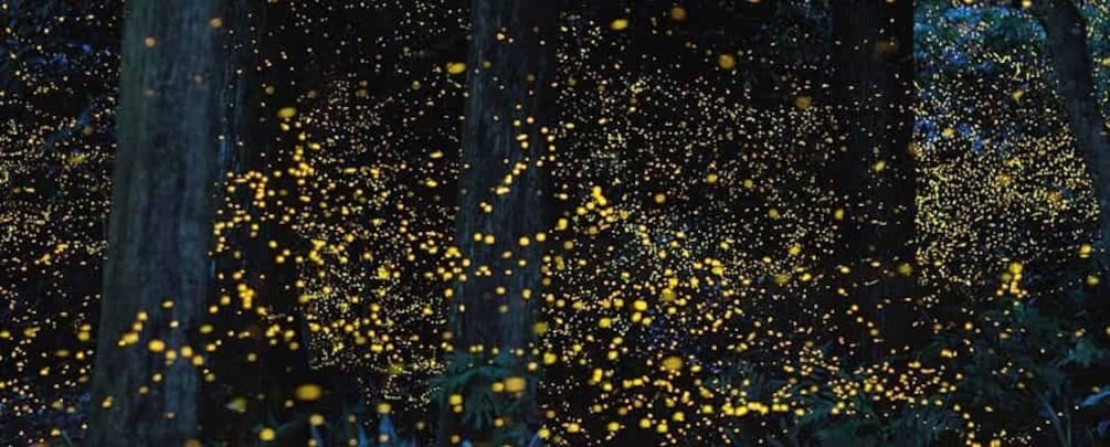 Picture 3 for Activity Puerto Princesa Firefly Watching (shared tour)