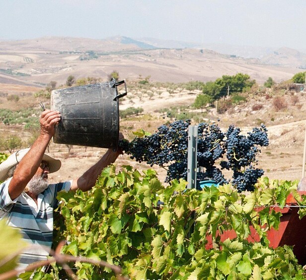 Picture 2 for Activity Gela: Vineyard and Cellar Tour with Wine Tasting