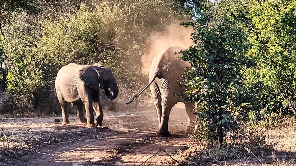 Picture 5 for Activity Victoria Falls: 3 Hour Safari Drive