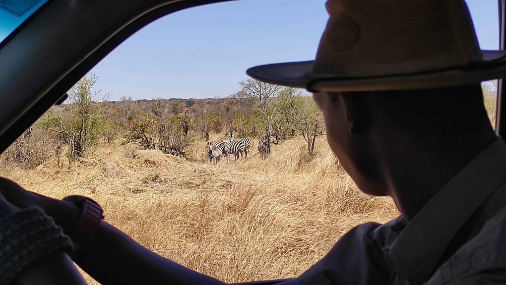 Picture 9 for Activity Victoria Falls: 3 Hour Safari Drive