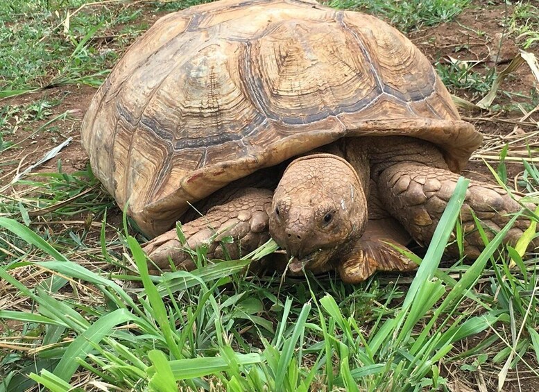 Picture 34 for Activity North Shore's best day! River, Turtles, Farm with Lunch