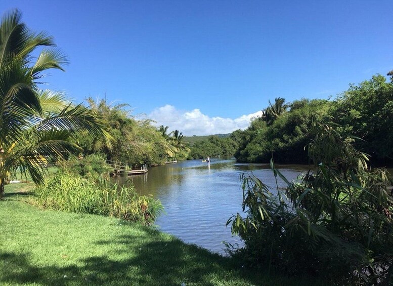 Picture 44 for Activity North Shore's best day! River, Turtles, Farm with Lunch