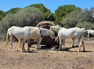 From Montpellier: Camargue and Salt Marshes Guided Tour