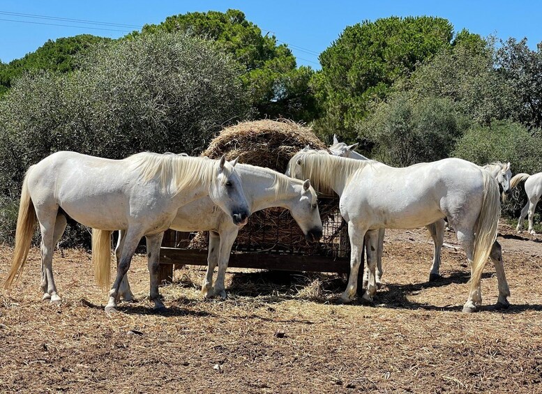 Picture 6 for Activity From Montpellier: Camargue and Salt Marshes Guided Tour