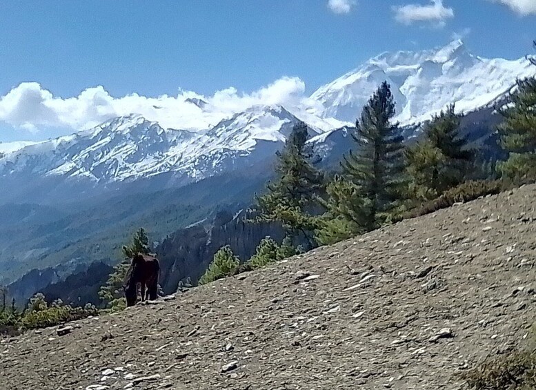 Picture 3 for Activity 17 Nights 18 Days Annapurna Circuit, Tilicho and Poon Hill