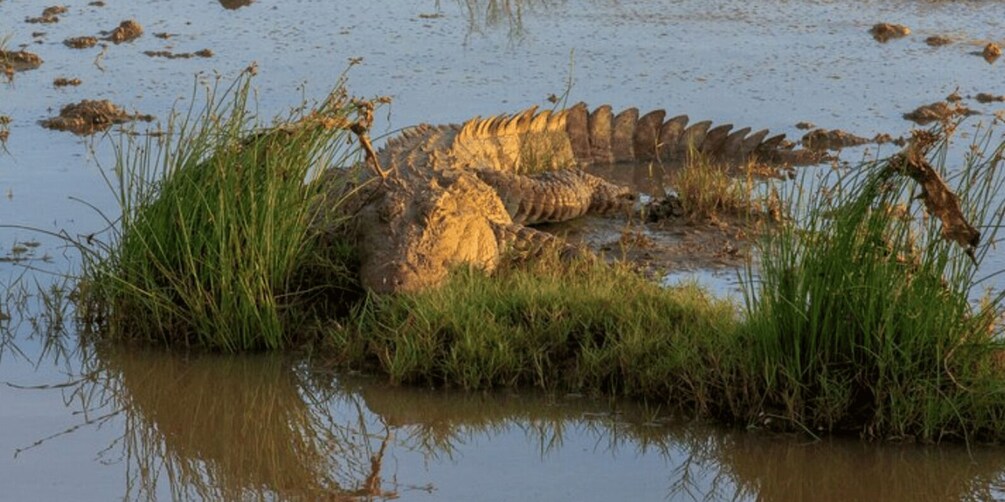 Picture 5 for Activity Bundala National Park Sunrise Wildlife Expedition