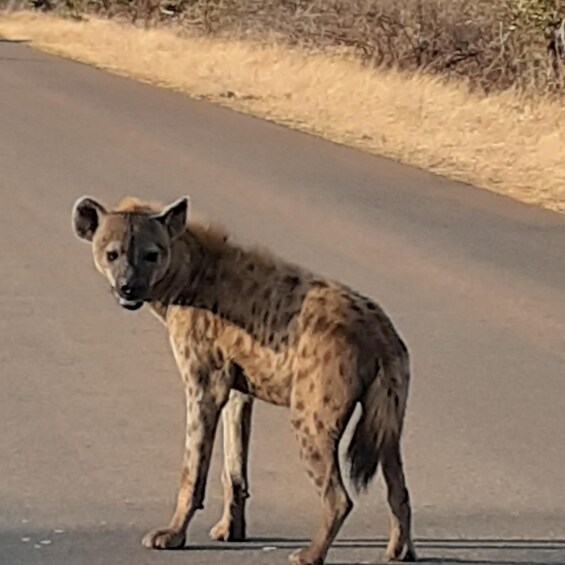 Picture 1 for Activity From Malelane: Kruger National Park Afternoon Safari