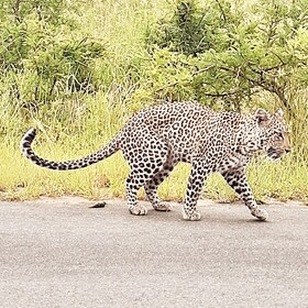 From Malelane: Kruger National Park Afternoon Safari