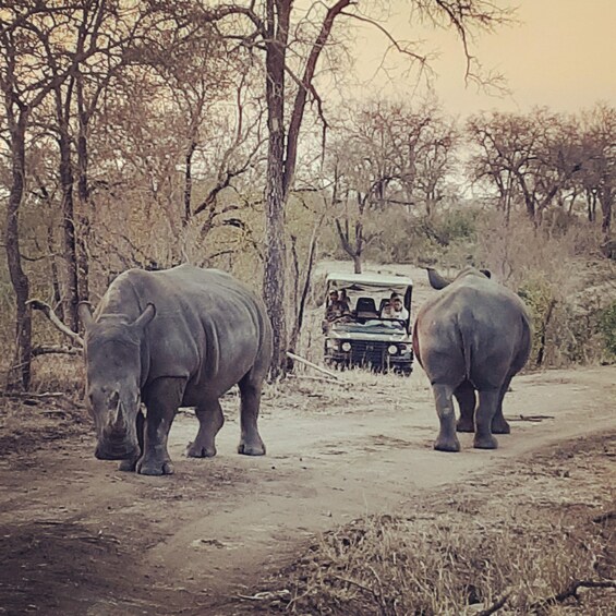 Picture 3 for Activity From Malelane: Kruger National Park Afternoon Safari