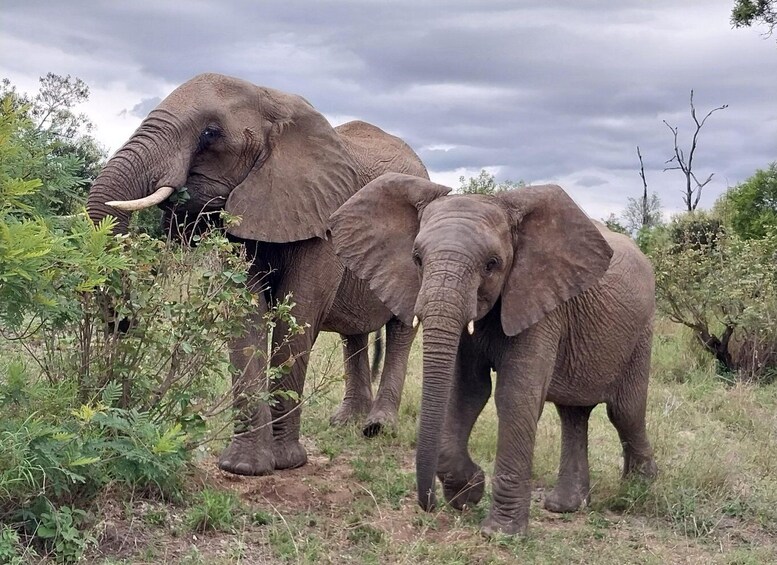 Picture 5 for Activity From Malelane: Kruger National Park Afternoon Safari