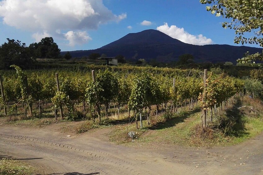 Picture 3 for Activity Naples: Pompeii Private Guided Hiking Tour