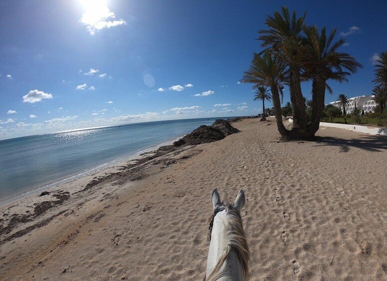 Picture 5 for Activity Djerba: 2-Hour Lagoon Horse Riding Experience