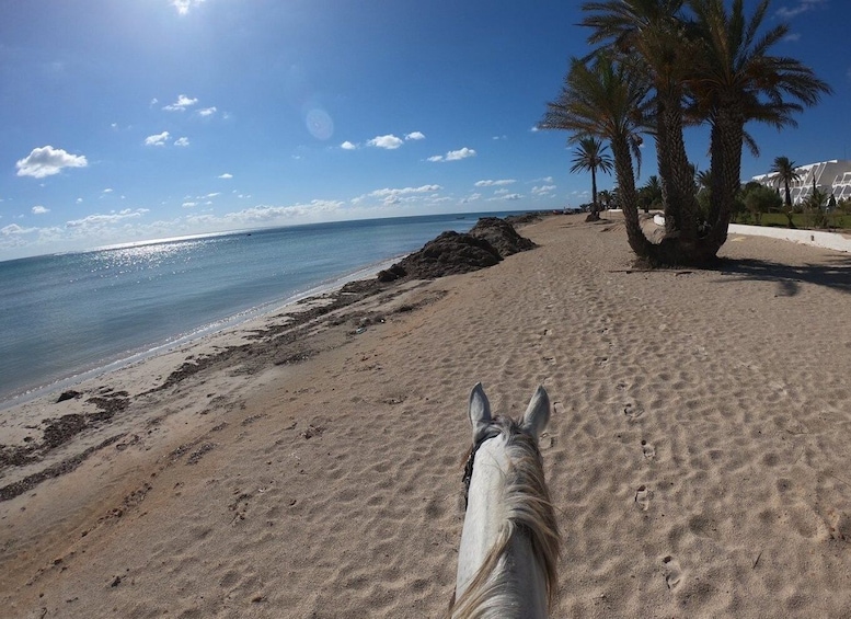Picture 1 for Activity Djerba: 2-Hour Lagoon Horse Riding Experience
