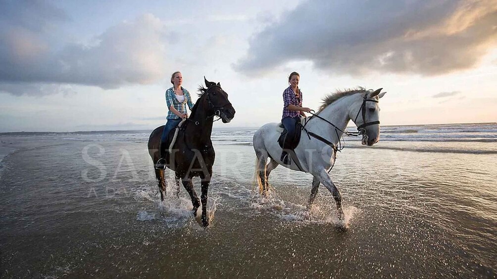 Picture 2 for Activity Djerba: 2-Hour Lagoon Horse Riding Experience