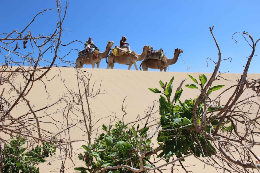 Picture 3 for Activity 3-Hours Dromedary Ride Essaouira, Morocco