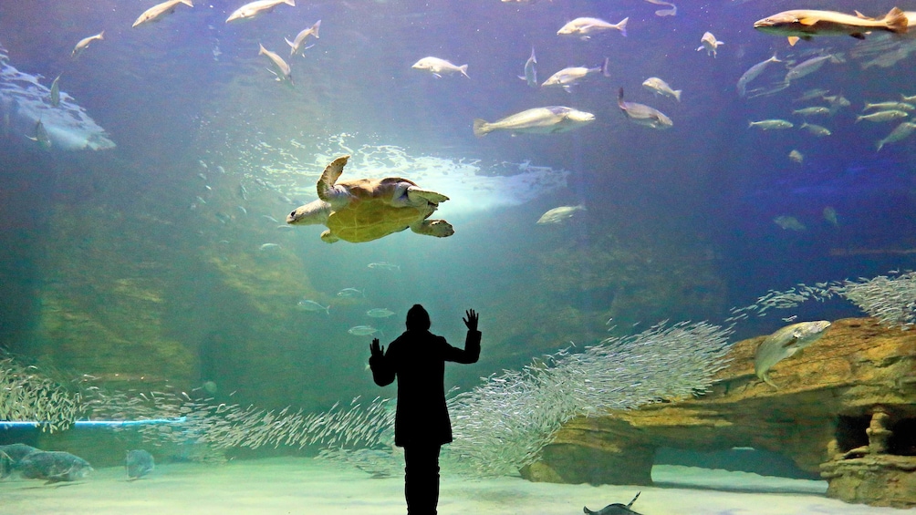 Charger l’élément 1 sur 5. Sea turtle and fish at the Two Oceans Aquarium Cape Town, South Africa