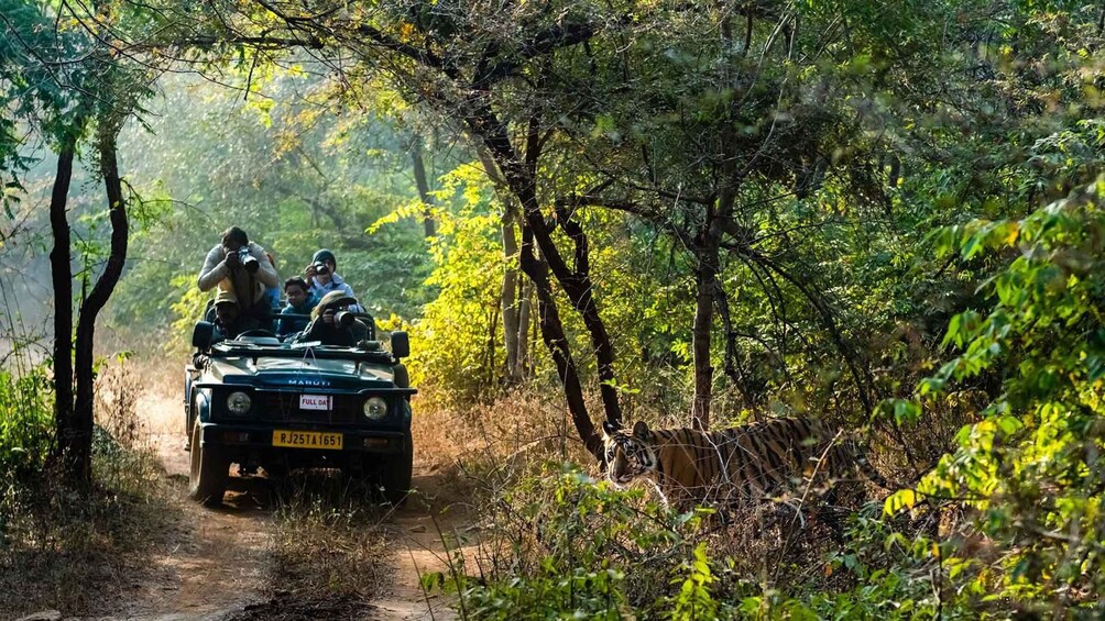 Picture 1 for Activity Book Tiger Safari Same Day Tour/Ranthambore Tiger Hub