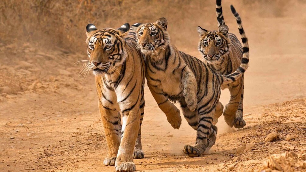 Picture 4 for Activity Jaipur To Ranthambhore Same Day Tour/ Tiger Safari By Car