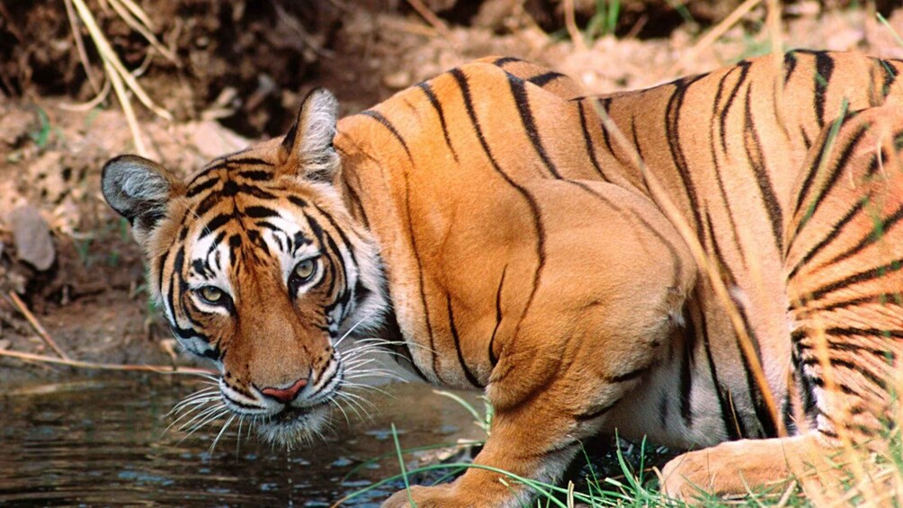 Picture 2 for Activity Jaipur To Ranthambhore Same Day Tour/ Tiger Safari By Car