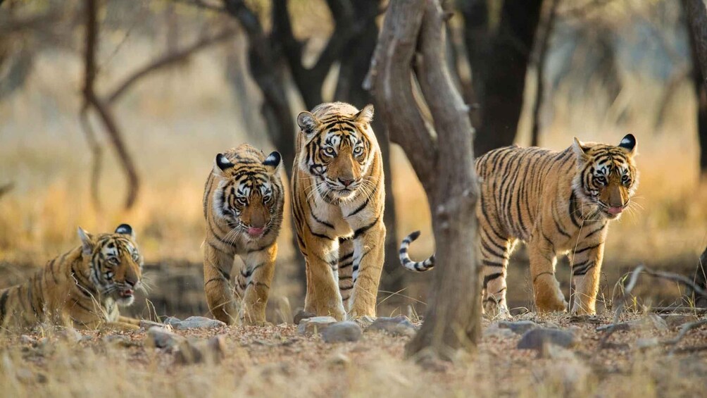 Picture 3 for Activity Jaipur To Ranthambhore Same Day Tour/ Tiger Safari By Car