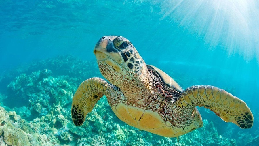 From Piura || Excursion to Mancora + Swimming with turtles