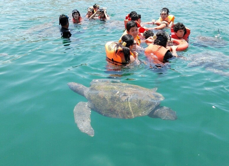 Picture 7 for Activity From Piura || Excursion to Mancora + Swimming with turtles