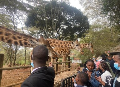 Tour por el Centro de Jirafas y Bomas de Kenia