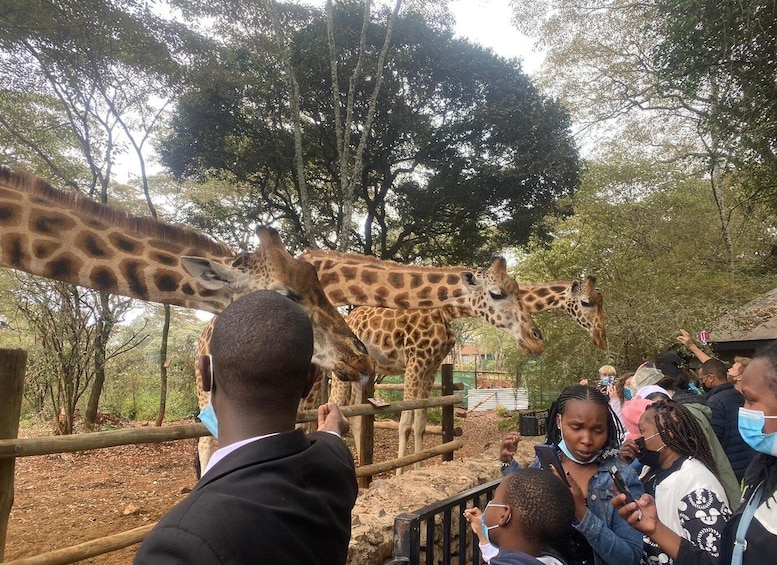 Giraffe Center and Bomas of Kenya Tour